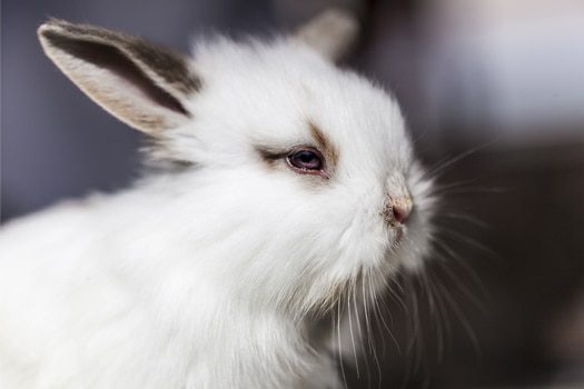 Rabbit With Watery Eye