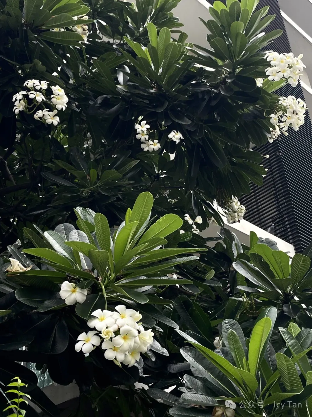 茂密版的雞蛋花嗎？