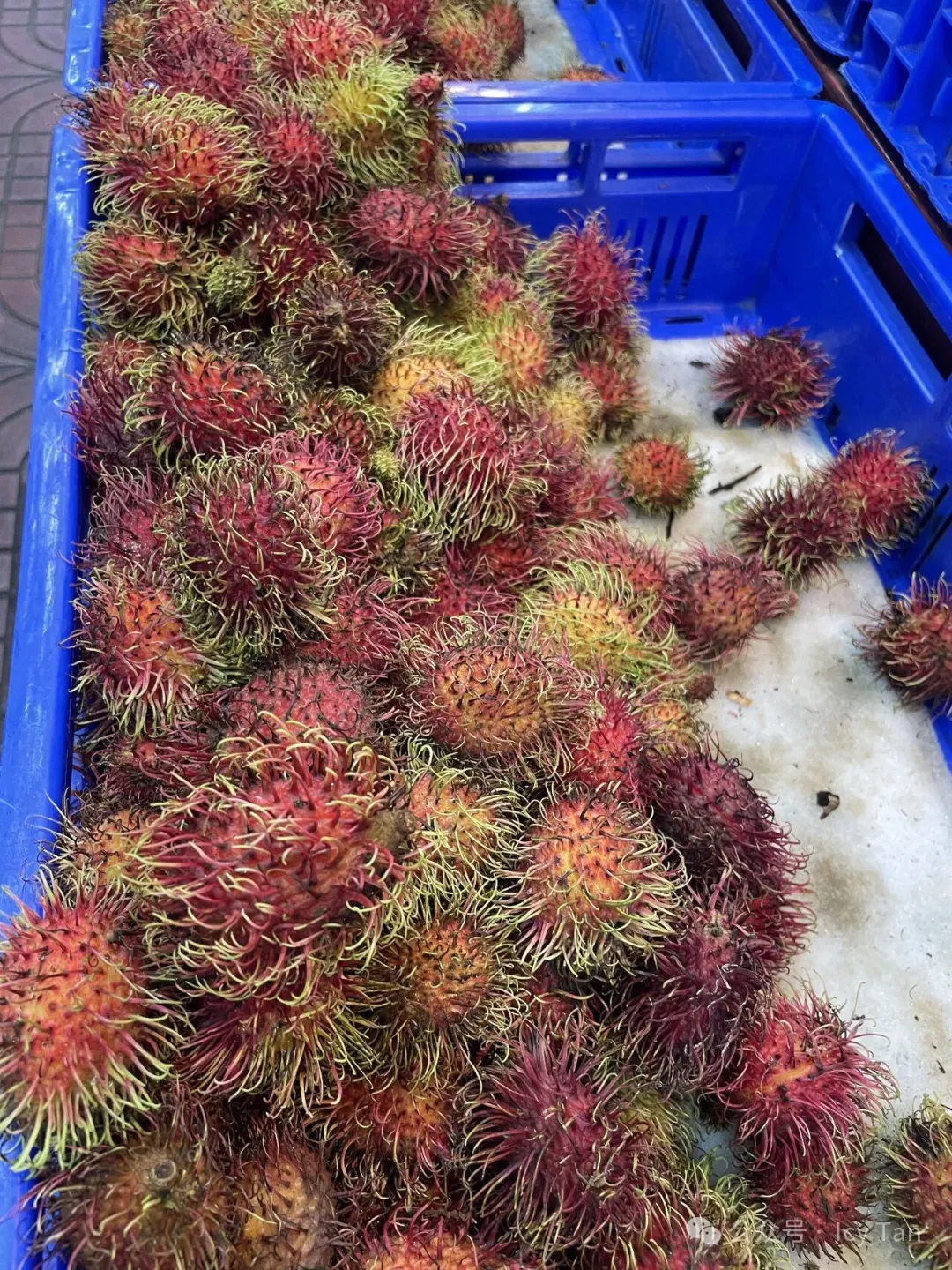 紅毛丹